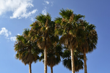 Top of a group of palm trees (Arecaceae) against blue sky in summer, Alassio, Savona, Liguria, Italy