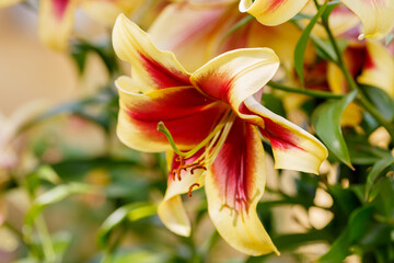 Oriental hybrids in bloom close up