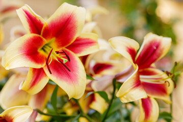 Fototapeta na wymiar Oriental hybrids in bloom close up