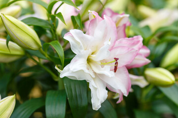 Obraz premium Oriental hybrids in bloom close up