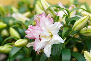 Beautiful oriental hybrids in bloom. Growing bulbous oriental lilies in the garden. Bright flower of oriental hybrids. Floral background.