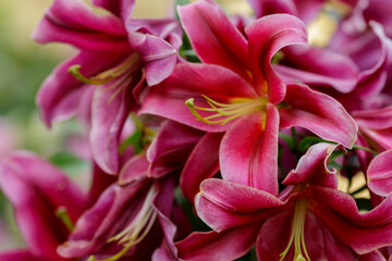 Beautiful oriental hybrids in bloom. Growing bulbous oriental lilies in the garden. Bright flower of oriental hybrids. Floral background.