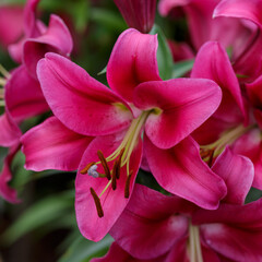 Beautiful oriental hybrids in bloom. Growing bulbous oriental lilies in the garden. Bright flower of oriental hybrids. Floral background.