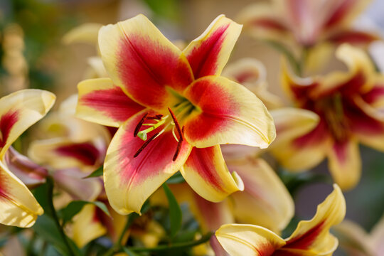 Flavia lily is a oriental hybrid with large wine-red flowers framed by a wide golden-yellow border around the edge of the petals and a green base.