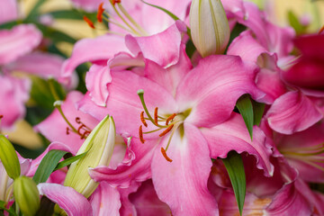 Beautiful oriental hybrids in bloom. Growing bulbous oriental lilies in the garden. 