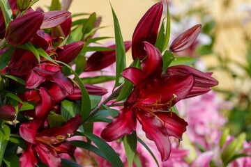 Beautiful oriental hybrids in bloom. Growing bulbous oriental lilies in the garden. 
