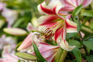 Beautiful oriental hybrids in bloom. Growing bulbous oriental lilies in the garden. Bright flower of oriental hybrids. Floral background.