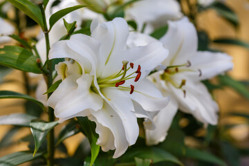 Beautiful oriental hybrids in bloom. Growing bulbous oriental lilies in the garden. Bright flower of oriental hybrids. Floral background.