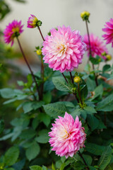 Blooming of a beautiful pink dahlia in garden