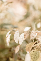 Dry grass or a dry flower in garden. Photos with vintage processing. Tinted image for interior poster, printing, wallpaper