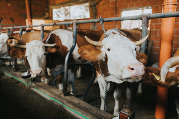 Domestic bulls with brown strains in a barn