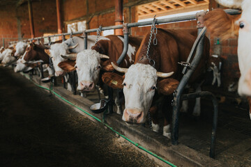 Domestic bulls with brown strains in a barn