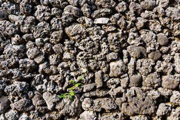 Close-up of the coral stone wall in Villages of Penghu, Taiwan.