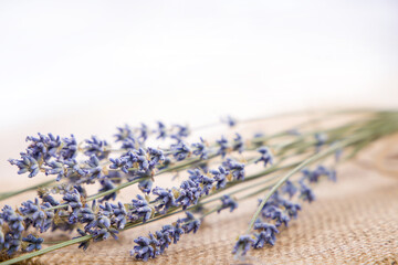 bunch of lavender on white