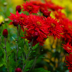 Red flowers of chrysanthemum Korean ( Lat. Chrysanthemum koreanum , English hardy chrysanthemums ) is a group of perennial small-flowered varieties of garden chrysanthemum. Flowers in autumn garden