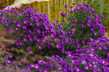 The Aster (Aster dumosus) in an autumn garden. Autumn perennial Aster with beautiful flowers