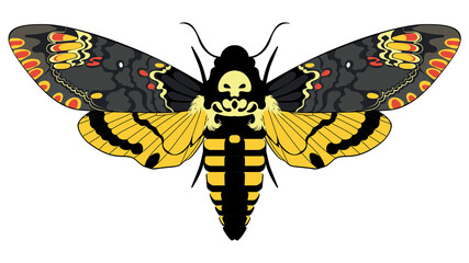 Acherontia atropos butterfly