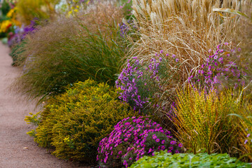 Flowers and grass in the autumn garden. Perennials in the botanical garden in autumn. Autumn herb and grass background