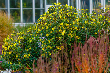 Obraz premium Heliopsis sunflower (Heliopsis helianthoides), or heliopsis sunflower-shaped is a perennial with golden-yellow baskets in autumn garden. Yellow daisies in fall time.