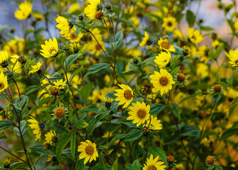 Heliopsis sunflower (Heliopsis helianthoides), or heliopsis sunflower-shaped is a perennial with golden-yellow baskets in autumn garden. Yellow daisies in fall time.