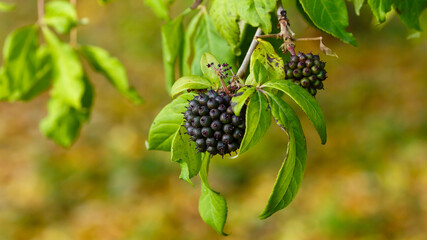 Berries of Eleutherococcus senticosus in natural background. Eleutherococcus is a genus of plants...