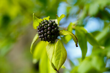  Eleutherococcus berries on a branch. Eleutherococcus is a genus of plants of the Aralii family. Medicinal plants in the garden