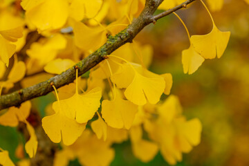 Natural autumn background with ginkgo biloba leaves. Ginkgo biloba branch with yellow leaves in autumn.