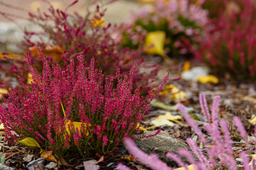 Veresk in autumn garden. Veresk ( Latin Calluna ) is a monotypic genus of flowering plants of the Heather family . 