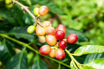 Coffee trees with coffee beans on a cafe plantation in Yunlin, Taiwan.