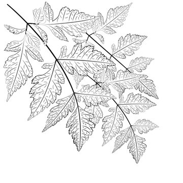 Black White Leaves Line Art