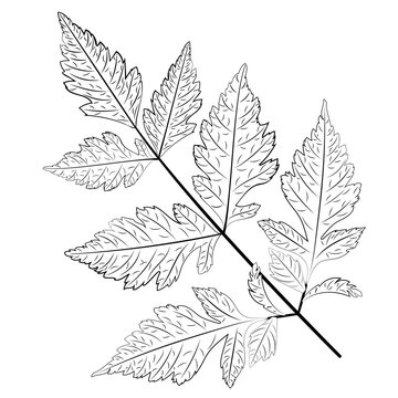 Black white leaves line art