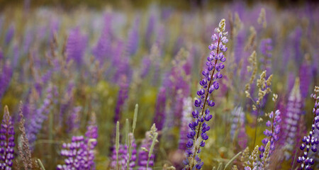 Fototapeta premium Purple lupin flowers blooms in the field.