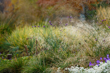 Herb garden with ornamental grasses and herbs in autumn. Decorative grasses and cereals in landscape design. Autumn garden.