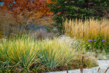 Herb garden with ornamental grasses and herbs in autumn. Decorative grasses and cereals in landscape design. Autumn garden.