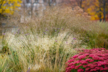 Ornamental grasses in garden border in autumn garden