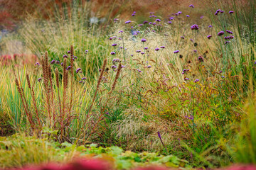 Herb (grass) garden in autumn