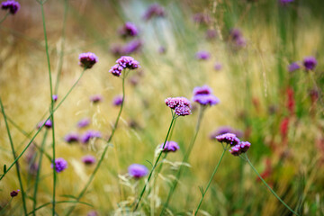 Verbena bonariensis in the herb garden in autumn