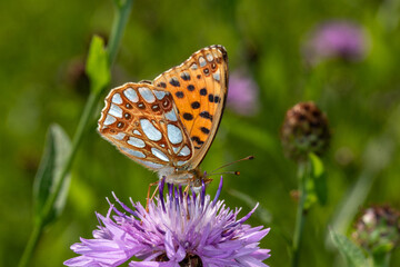 Kleiner Perlmuttfalter, Issoria lathonia, Rabenlay, Mosel, 04.09.2021