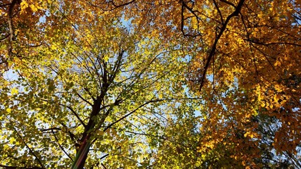 Colorful autumn red , yellow and green leaves on trees in a park - foliage - Autumn leaf color, sun rays, light reflections
