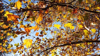 Colorful autumn red , yellow and green leaves on trees in a park - foliage - Autumn leaf color, sun rays, light reflections