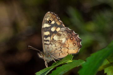 Fototapeta premium Waldbrettspiel, Pararge aegeria, Rabenlay, Mosel, 04.09.2021