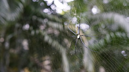 Beautiful garden spider sitting in the middle of the web

