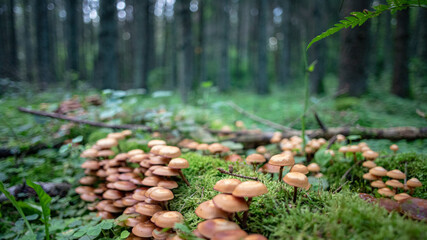 Sheathed woodtuft mushrooms grow on an old stump covered with dense green moss, close-up photo with selective focus. Blurry coniferous forest ahead