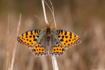 Kleiner Perlrmuttfalter, Issoria lathonia, Nettersheim, 07.09.2021