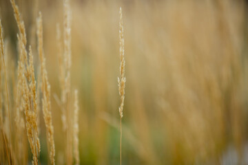 Fototapeta premium Dry grass or a dry flower in garden. Photos with vintage processing. Tinted image for interior poster, printing, wallpaper