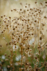 Dried ornamental grasses. Dried flowers and herbs. Herb garden in autumn. 