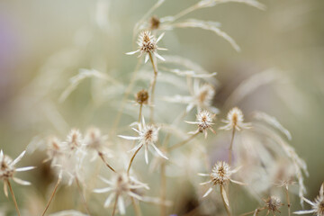 Dry grass or a dry flower in garden. Photos with vintage processing. Tinted image for interior poster, printing, wallpaper