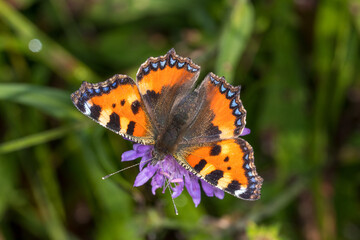 Kleiner Fuchs, Aglais urticae, Nettersheim, 07.09.2021