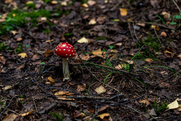 amanita muscaria fly mushroom very bright colorful young fresh toadstool on autumn forest ground