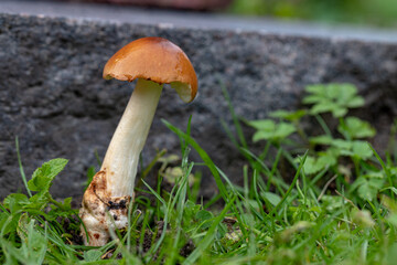 Amanita fulva mushroom, also known as the tawny grisette